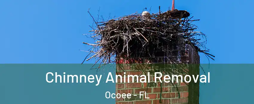  Chimney Animal Removal Ocoee - FL