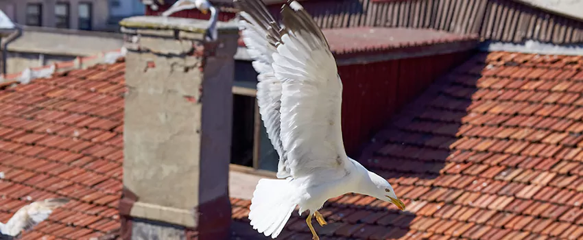 Residential Chimney Animal Removal Solution in Ocoee, FL