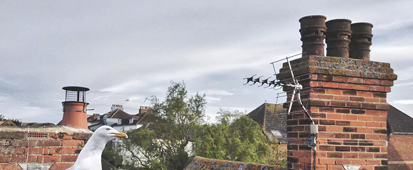 Chimney Cleaning And Restoration in Ocoee, Florida